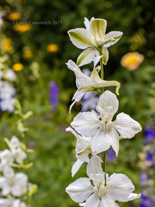 Larkspur