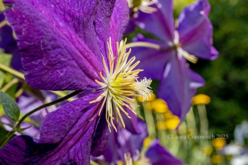 Clematis