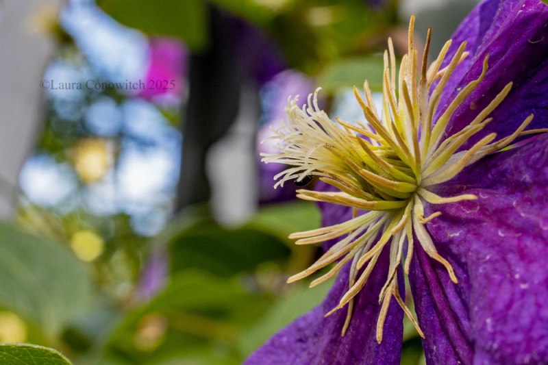 Clematis