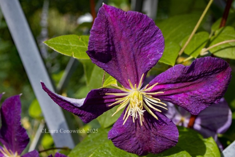 Clematis