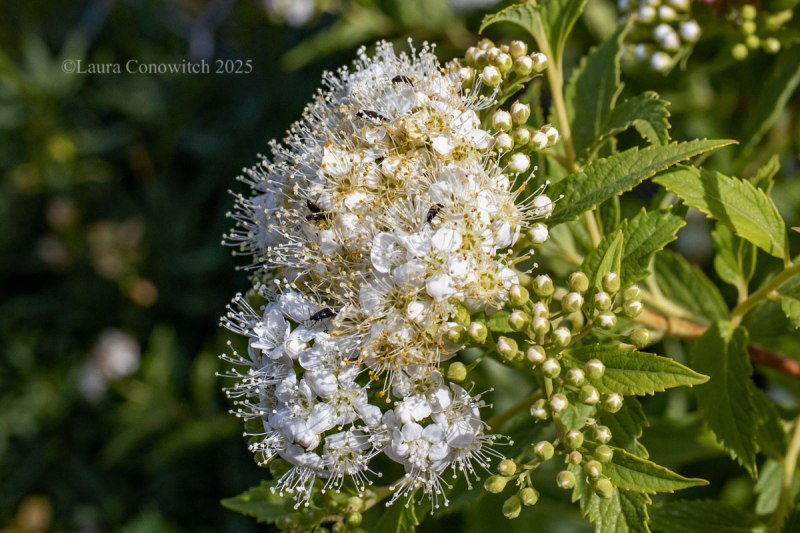 Spirea