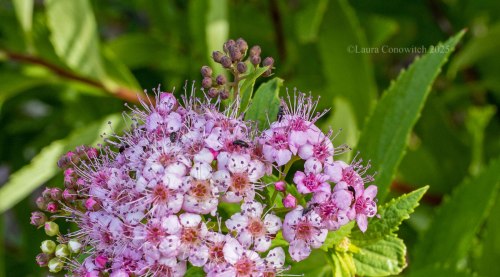 Spirea