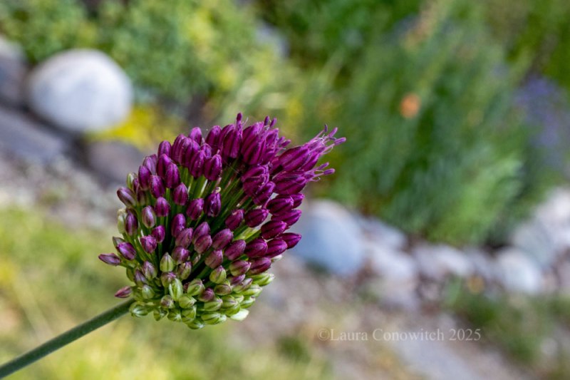 Allium