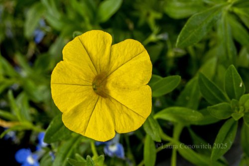 Calibrachoa/Petunia