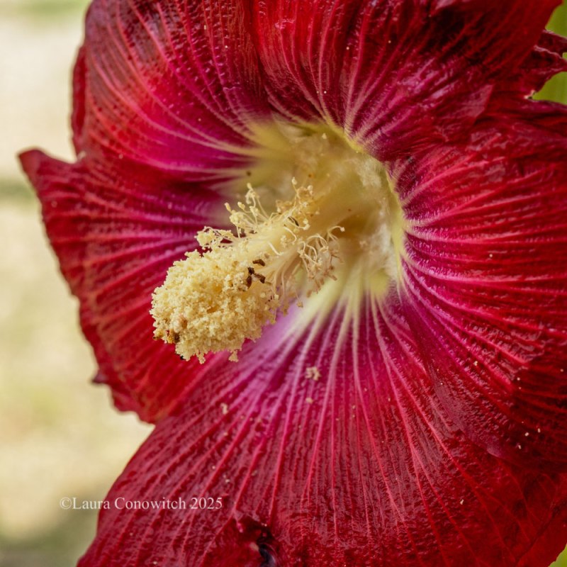 Hollyhock