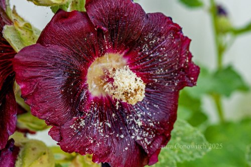 Hollyhock