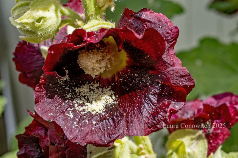 Hollyhock