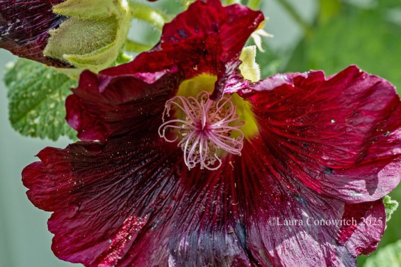 Hollyhock