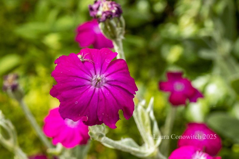 Rose Campion