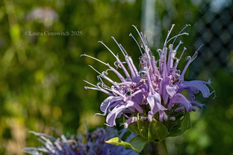 Beebalm/Monarda