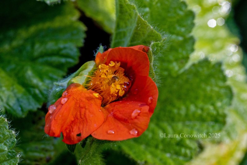 Geum/Avens