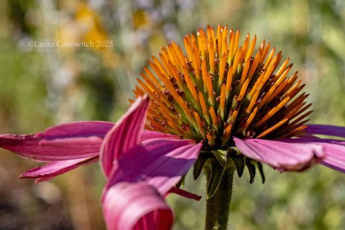 Purple Coneflower