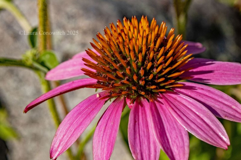 Purple Coneflower