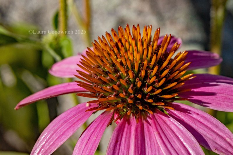 Purple Coneflower