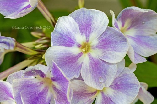 Phlox