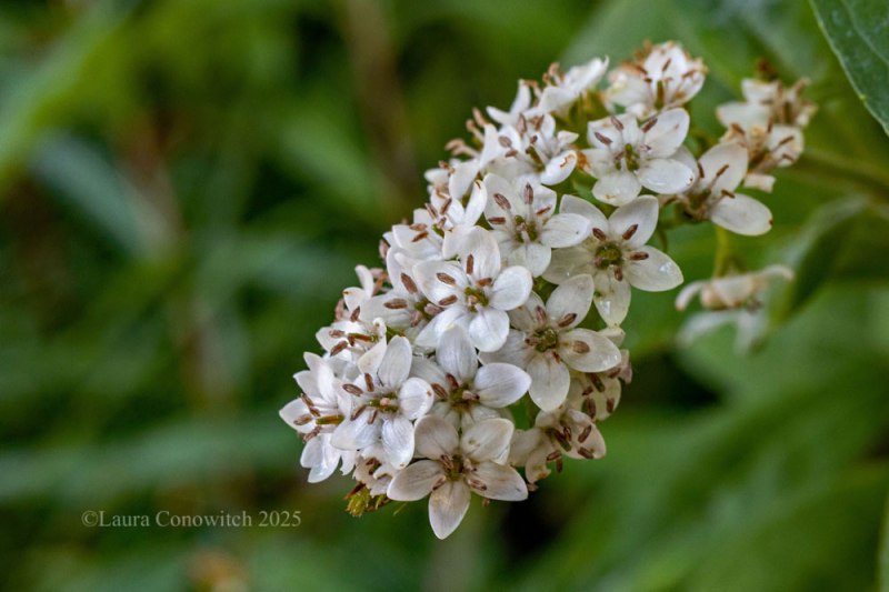 Gooseneck Loosestrife