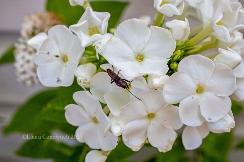 Phlox