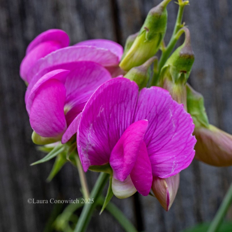 Field Pea