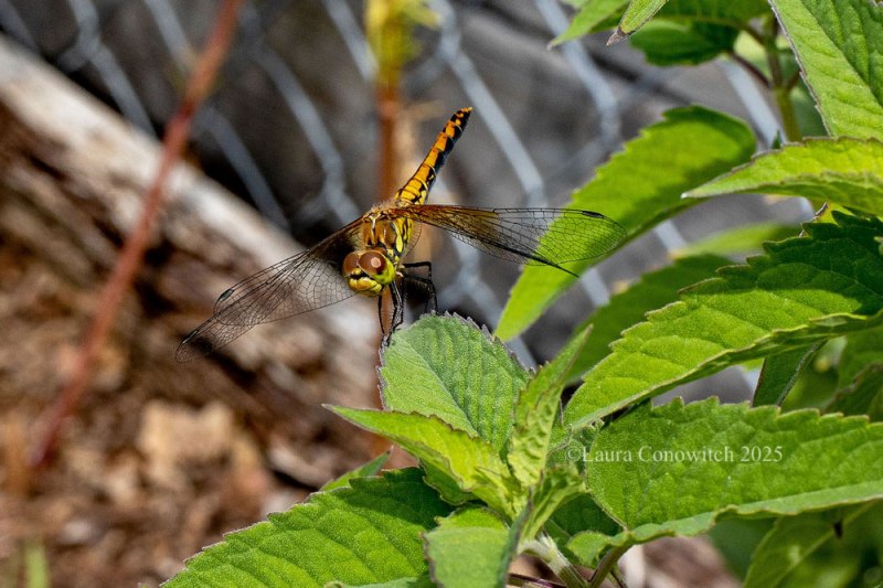 Beebalm/Monarda/Dragonfly