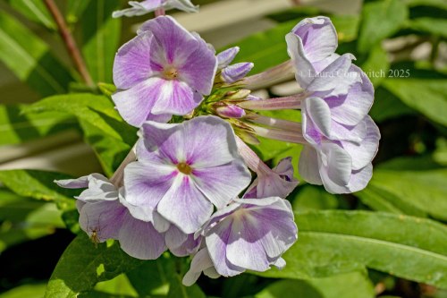 Phlox