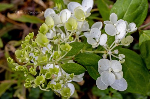 Hydrangea