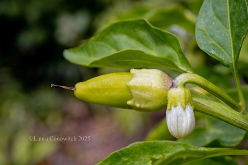 Banana Pepper