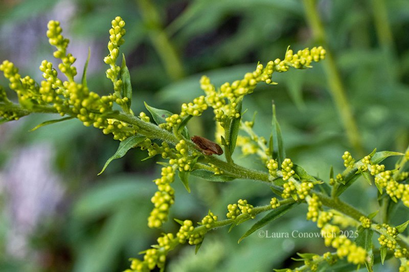 Goldenrod