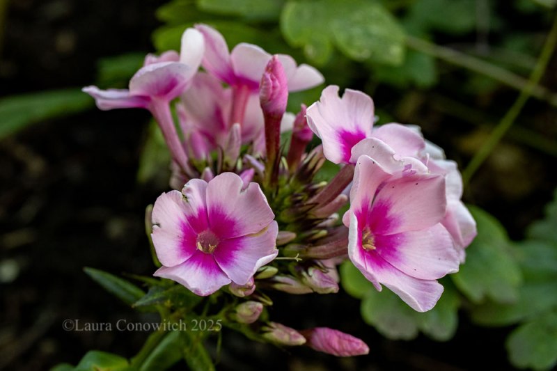 Phlox