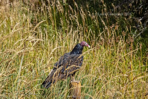 Turkey Vulture, Fort Phil Kearny, Wyoming