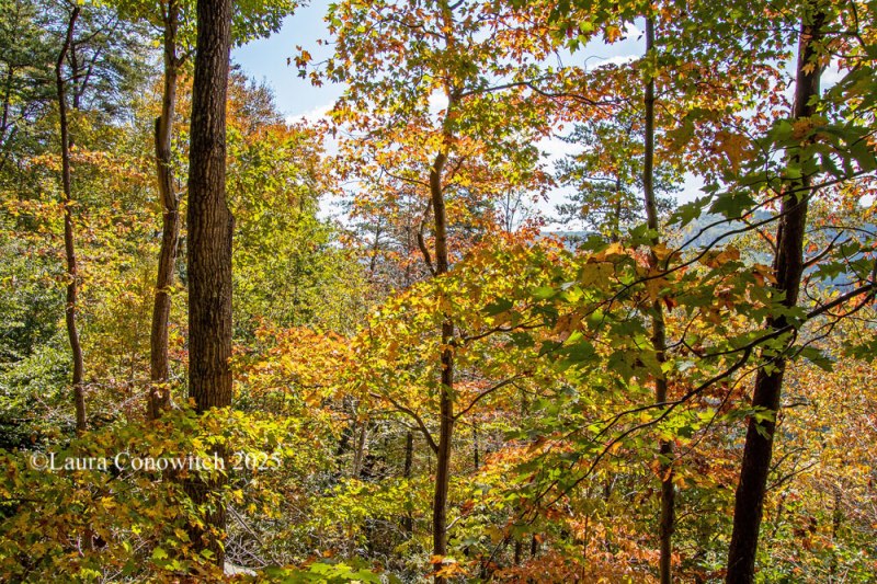 New River Gorge Bridge