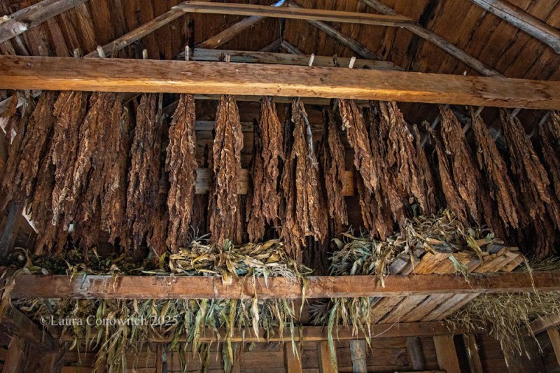 American Revolution Museum at Yorktown
