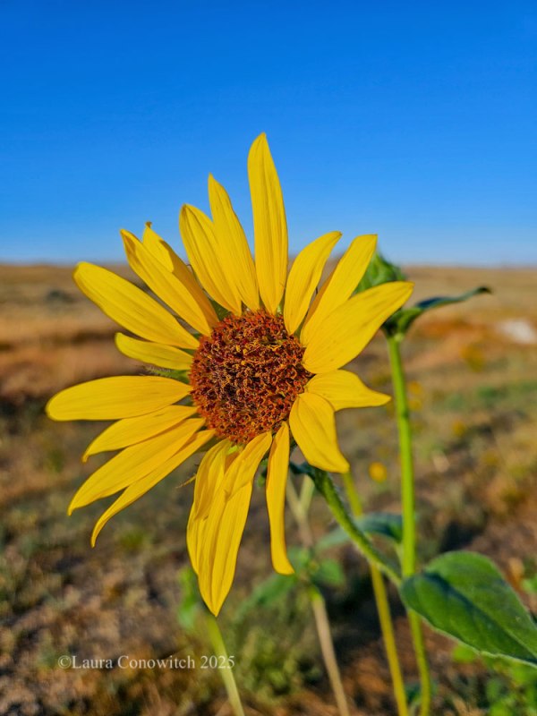 Sunflower, Montana