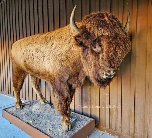 Wall Drug, South Dakota