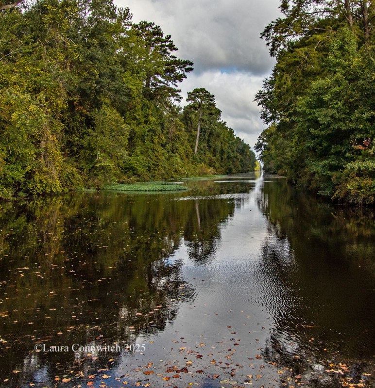Dismal Swamp State Park
