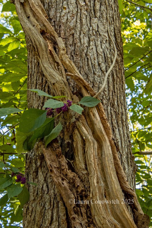 Dismal Swamp State Park