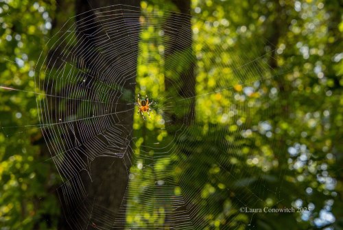 Dismal Swamp State Park Marbled Orb Weaver