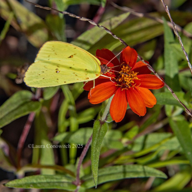 Great Bridge Battlefield