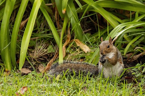 Emmet Park, Savannah, Georgia