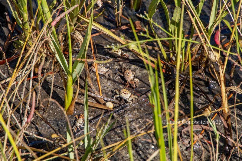 Bald Point State Park, Alligator Point, Florida