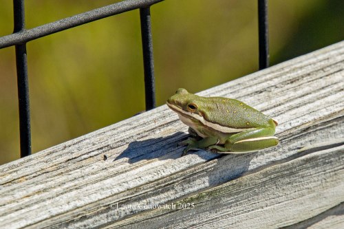 Bald Point State Park, Alligator Point, Florida