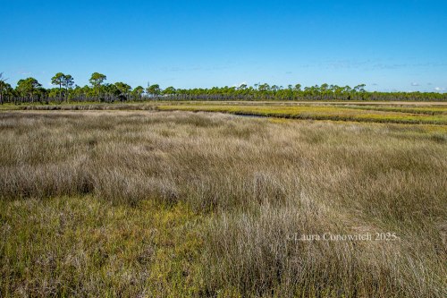 Bald Point State Park, Alligator Point, Florida
