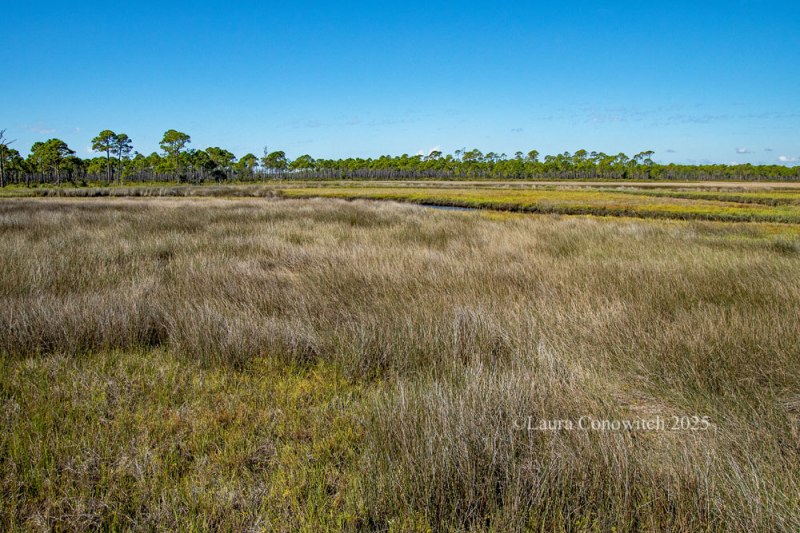Bald Point State Park, Alligator Point, Florida