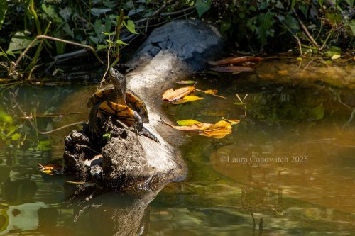 Beauvoir The Jefferson Davis Home and Presidential Library