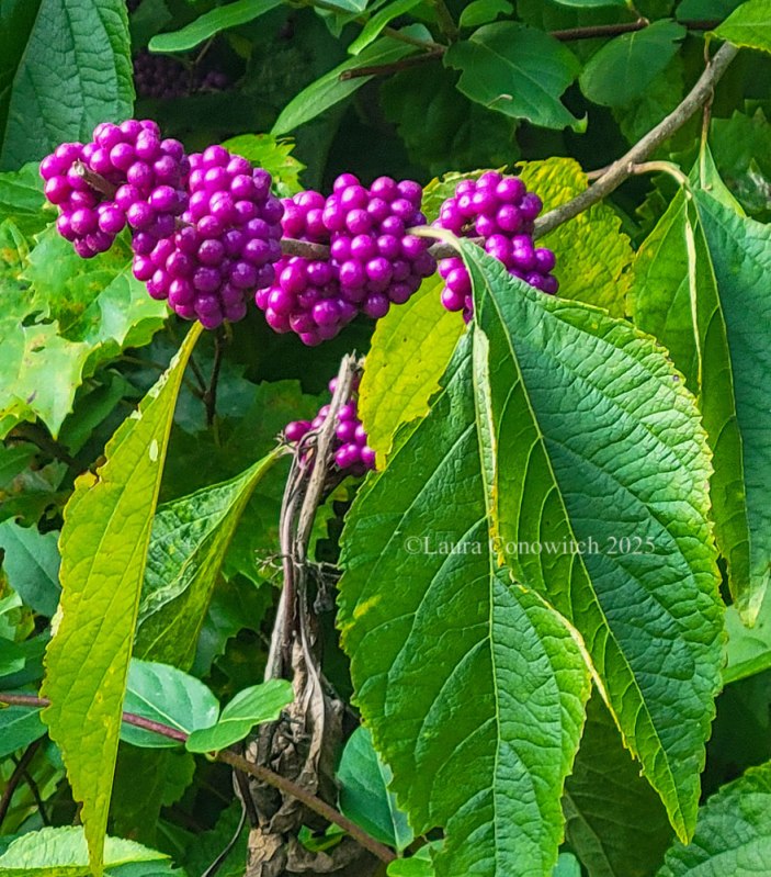 Dismal Swamp State Park American Beautyberry