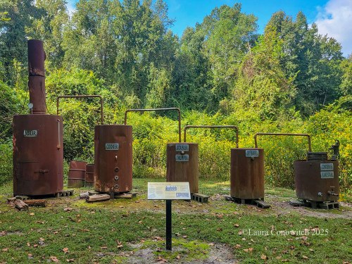 Dismal Swamp State Park
