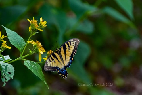 Dismal Swamp State Park Tiger Swallowtail