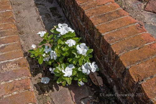Vinca, Bontura House, Natchez, Mississippi