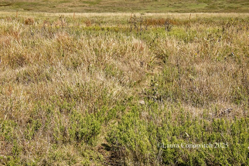 Boot Hill Museum, Dodge City, Kansas