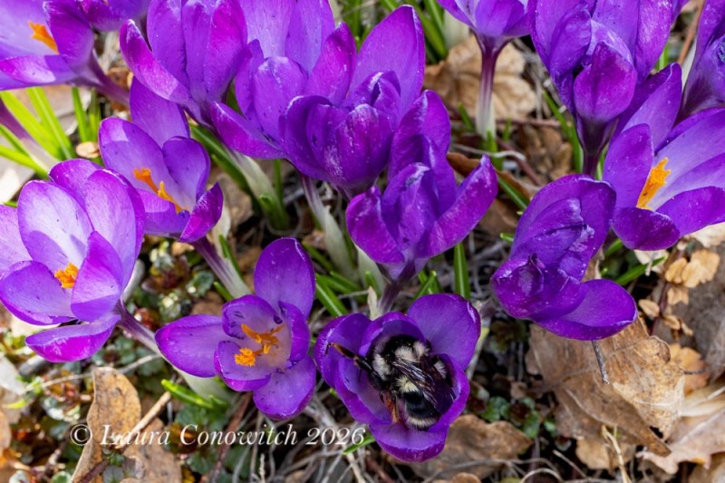 Crocus