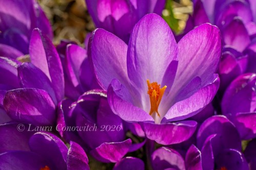 Crocus